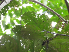 Guettarda crispiflora