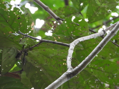 Guettarda crispiflora