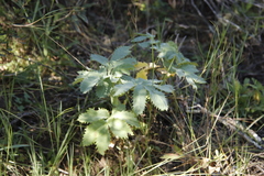 Melianthus