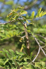 Chadsia flammea