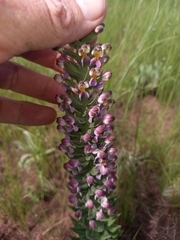 Brachycorythis pubescens