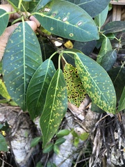 Xanthomonas campestris