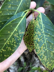 Xanthomonas campestris