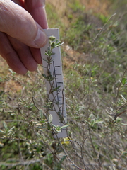 Helianthemum stipulatum