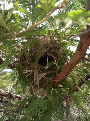 Spermestes cucullata