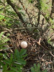 Streptopelia capicola