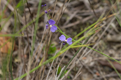 Comesperma sphaerocarpum