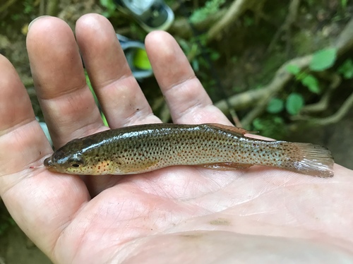 Southern Studfish