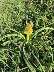 Kniphofia rooperi