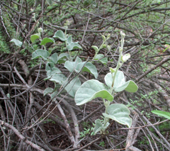Ipomoea verbascoidea