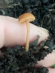 Tubaria romagnesiana