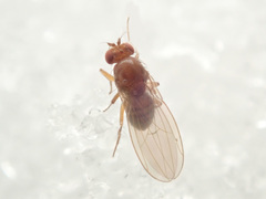 Drosophila immigrans