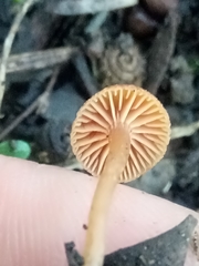 Tubaria romagnesiana