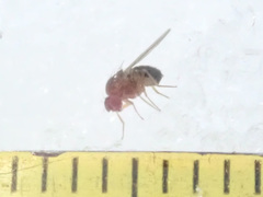 Drosophila immigrans