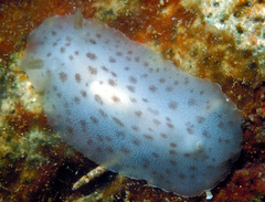 Discodoris coerulescens
