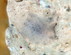 Discodoris coerulescens