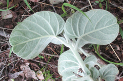 Ipomoea verbascoidea