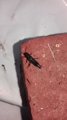 Platydracus scabrosus