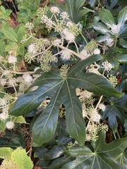 Fatsia