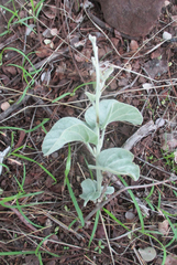 Ipomoea verbascoidea