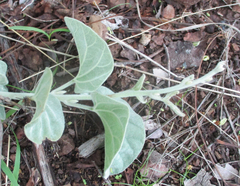 Ipomoea verbascoidea