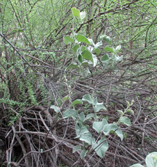 Ipomoea verbascoidea