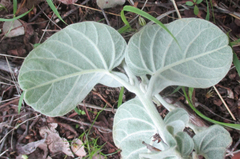 Ipomoea verbascoidea