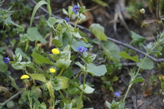 Lysimachia arvensis caerulea