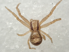 Xysticus ulmi