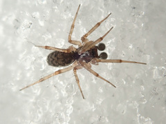 Neriene clathrata