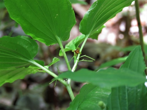 Croomia pauciflora (Nutt.) Torr.