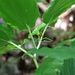 Croomia pauciflora - Photo (c) j_appleget,  זכויות יוצרים חלקיות (CC BY-NC)