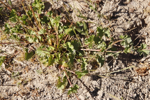 Image of Pelargonium gilgianum by (c) Tony Rebelo, some rights reserved (CC BY-SA)