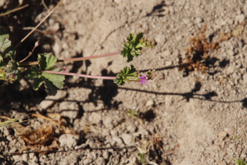 Image of Pelargonium gilgianum by (c) Tony Rebelo, some rights reserved (CC BY-SA)
