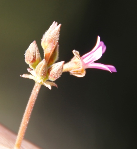 Image of Pelargonium gilgianum by (c) Tony Rebelo, some rights reserved (CC BY-SA)