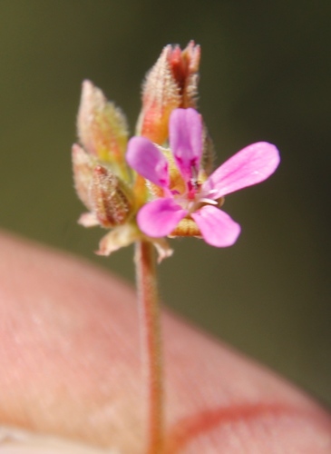Image of Pelargonium gilgianum by (c) Tony Rebelo, some rights reserved (CC BY-SA)