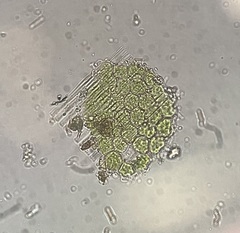 Hydrodictyaceae