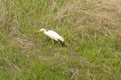 Bubulcus ibis