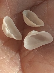 Arcopsis adamsi