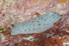 Discodoris coerulescens