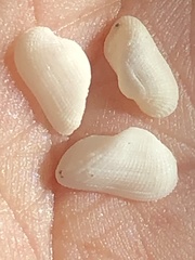Arcopsis adamsi