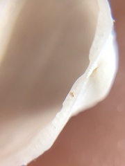 Arcopsis adamsi