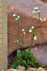 Draba subsecunda