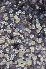 Myriolecis semipallida