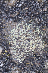 Myriolecis semipallida