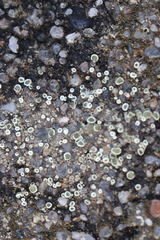 Myriolecis semipallida