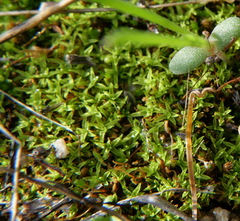 Funaria hygrometrica