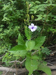 Ruellia ciliatiflora
