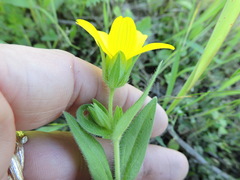 Lindheimera texana