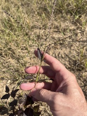 Verbena scabra